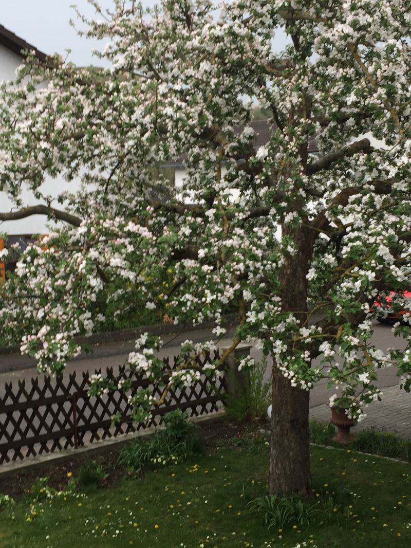 Bltenpracht
